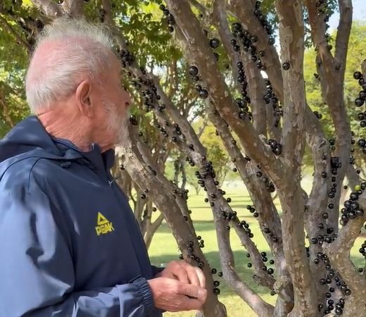 “Vou levar jabuticaba para você, Trump”, diz Lula ao citar briga tarifária