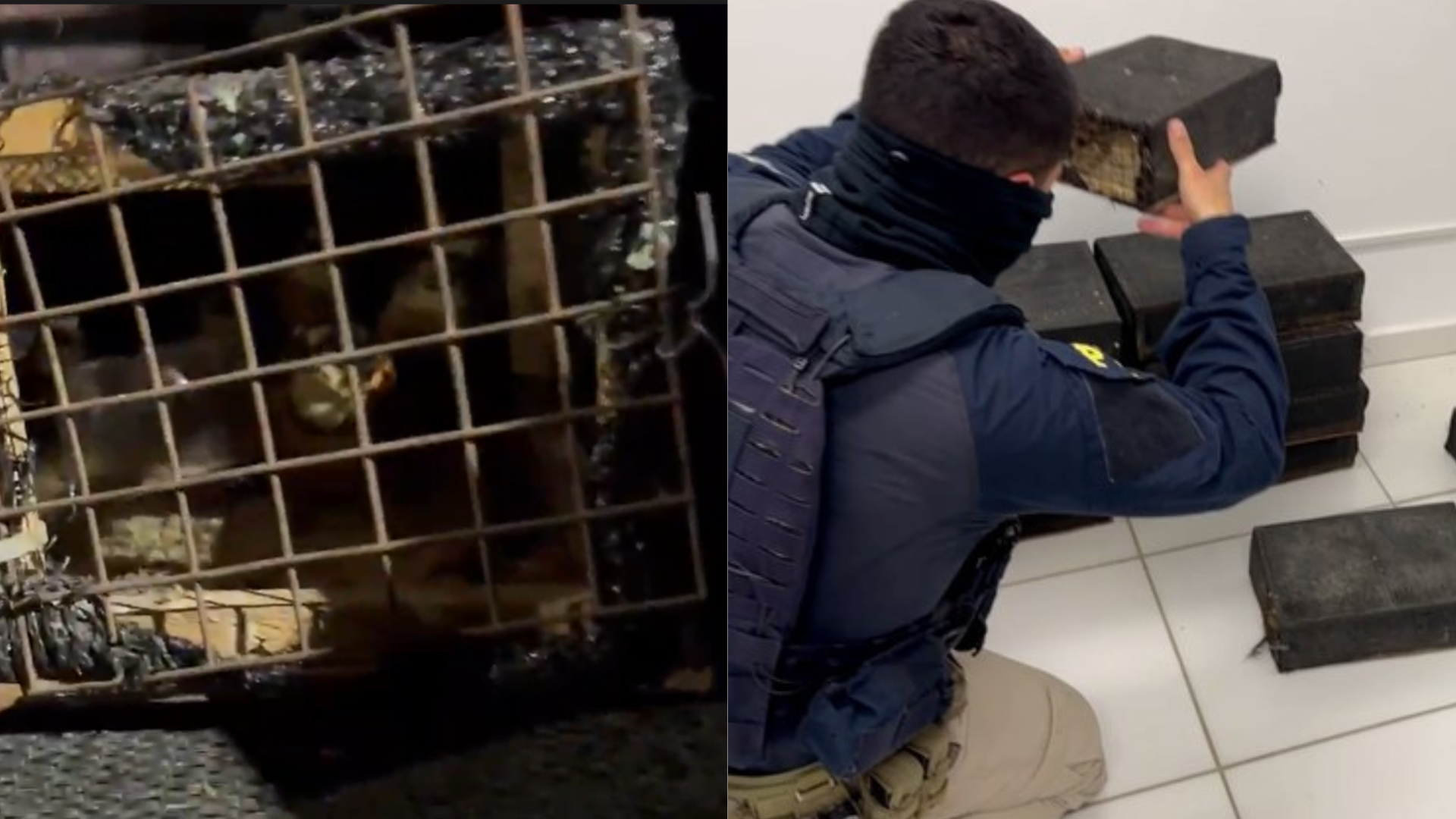 Dois homens são presos transportando 250 aves silvestres ilegalmente no PR Dois homens são presos transportando 250 aves silvestres ilegalmente no PR