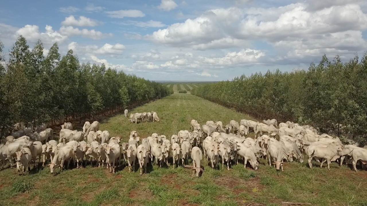 Ministério se aproxima de marca de abertura de mercados em meio ao tarifaço