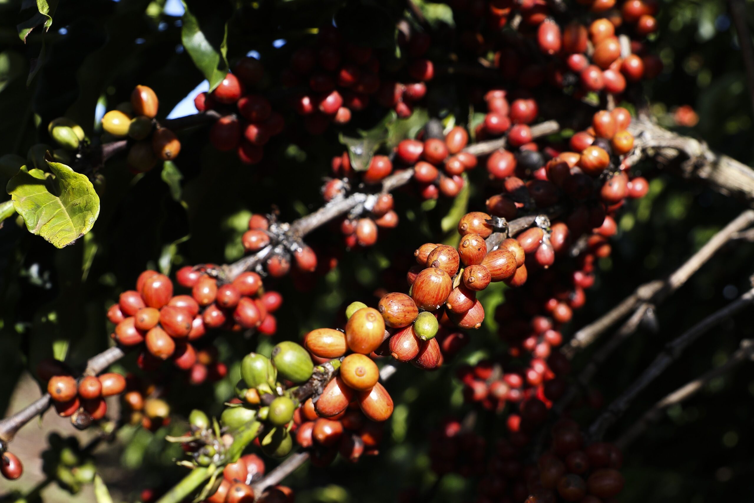 Café barateou por causa do tarifaço? Veja o que dizem especialistas Café barateou por causa do tarifaço? Veja o que dizem especialistas