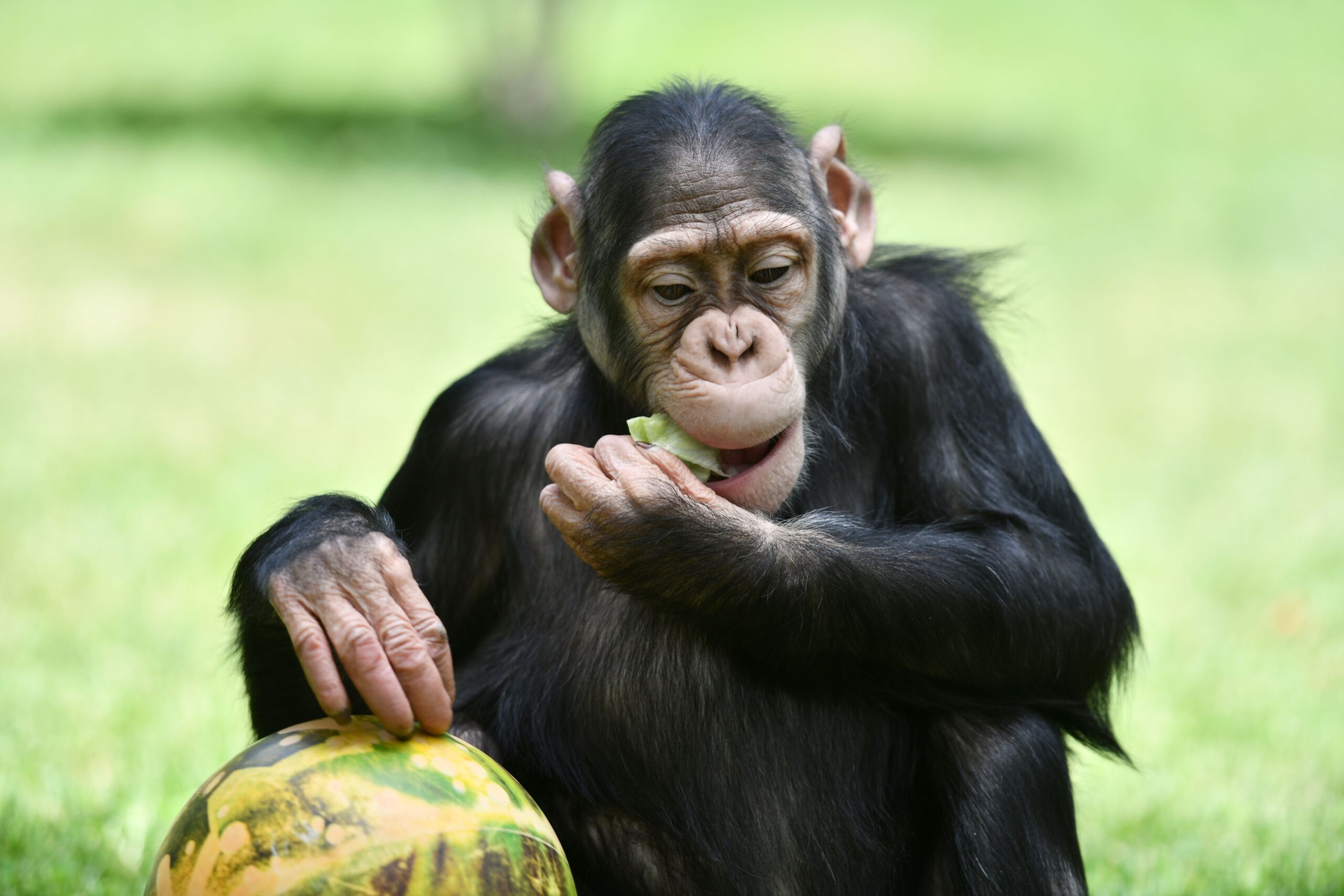 Chimpanzés consomem equivalente a 1 bebida alcoólica por dia em frutas Chimpanzés consomem equivalente a 1 bebida alcoólica por dia em frutas