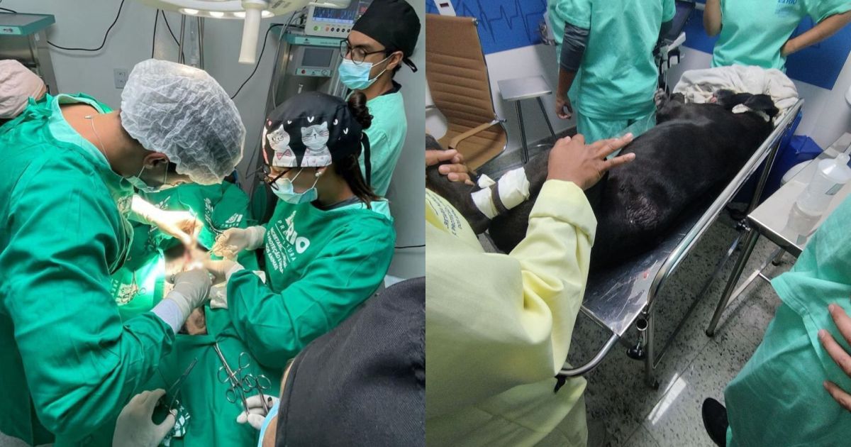 “Foi um terror muito grande”: cão baleado durante operação no RJ tem alta “Foi um terror muito grande”: cão baleado durante operação no RJ tem alta