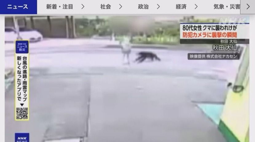 Urso ataca idosa na rua no Japão; Veja momento Urso ataca idosa na rua no Japão; Veja momento