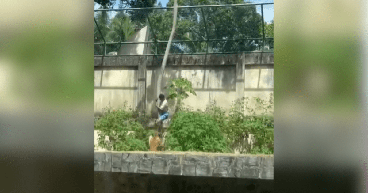 Veja momento em que leoa ataca homem que invadiu jaula em zoológico na PB