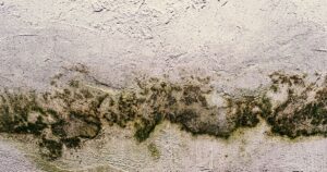 Mofo em casa: como se proteger do perigo invisível que adoece