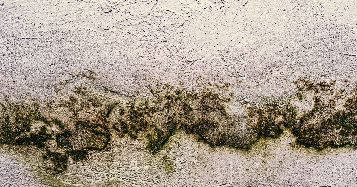 Mofo em casa: como se proteger do perigo invisível que adoece Mofo em casa: como se proteger do perigo invisível que adoece