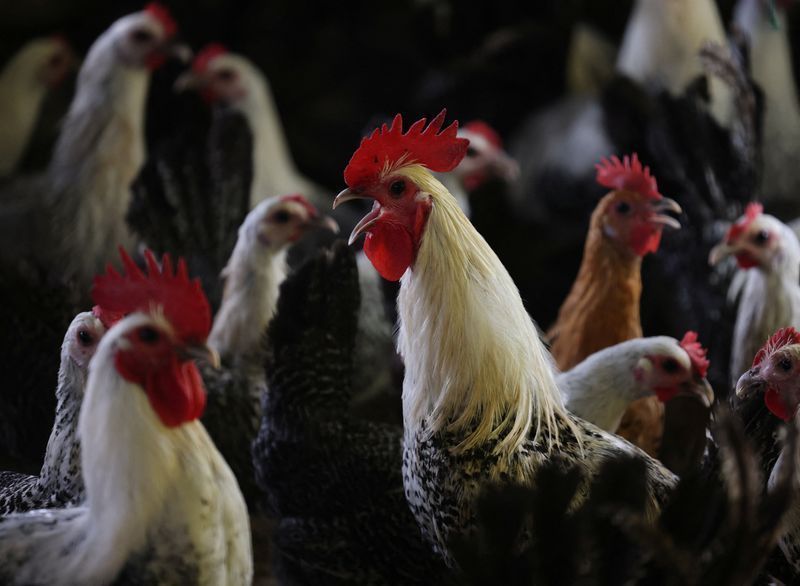 Governo confirma fim dos embargos da China ao frango brasileiro Governo confirma fim dos embargos da China ao frango brasileiro