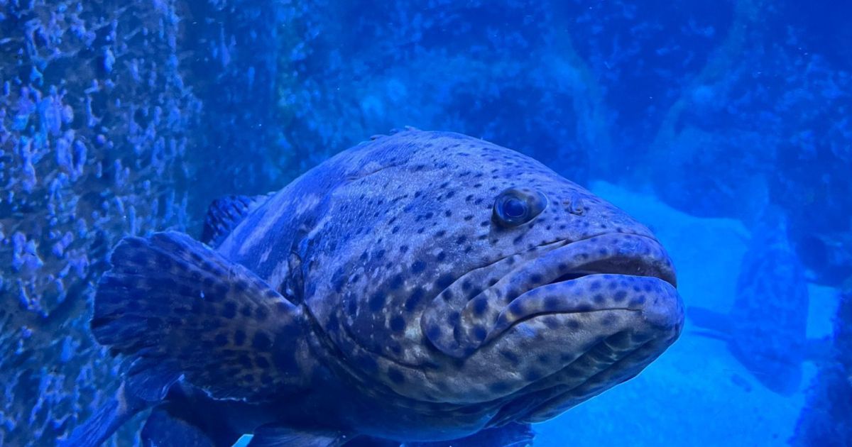 Espécie de 12 milhões de anos, maior peixe ósseo do mundo faz exames em SP Espécie de 12 milhões de anos, maior peixe ósseo do mundo faz exames em SP