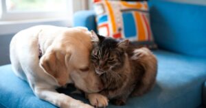 Alesp aprova projeto que permite sepultamento de cães e gatos em jazigos