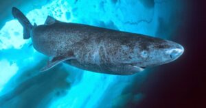 Tubarões da Groenlândia vivem 400 anos e enxergam bem; estudo descobre como