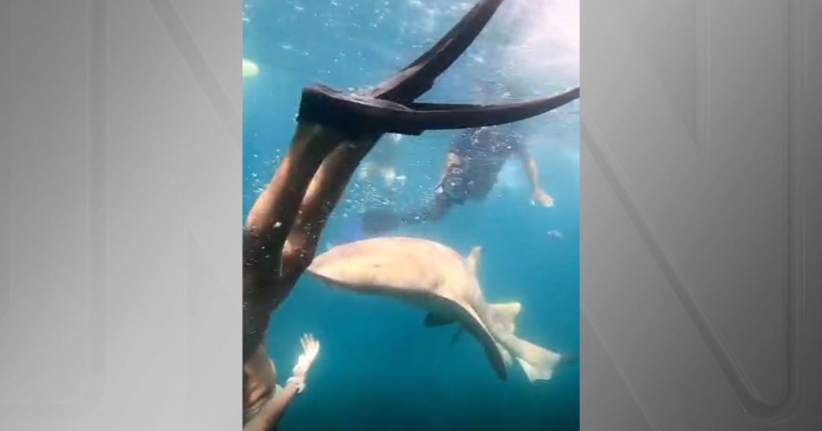 Vídeo mostra momento em que turista é mordida por tubarão em Pernambuco