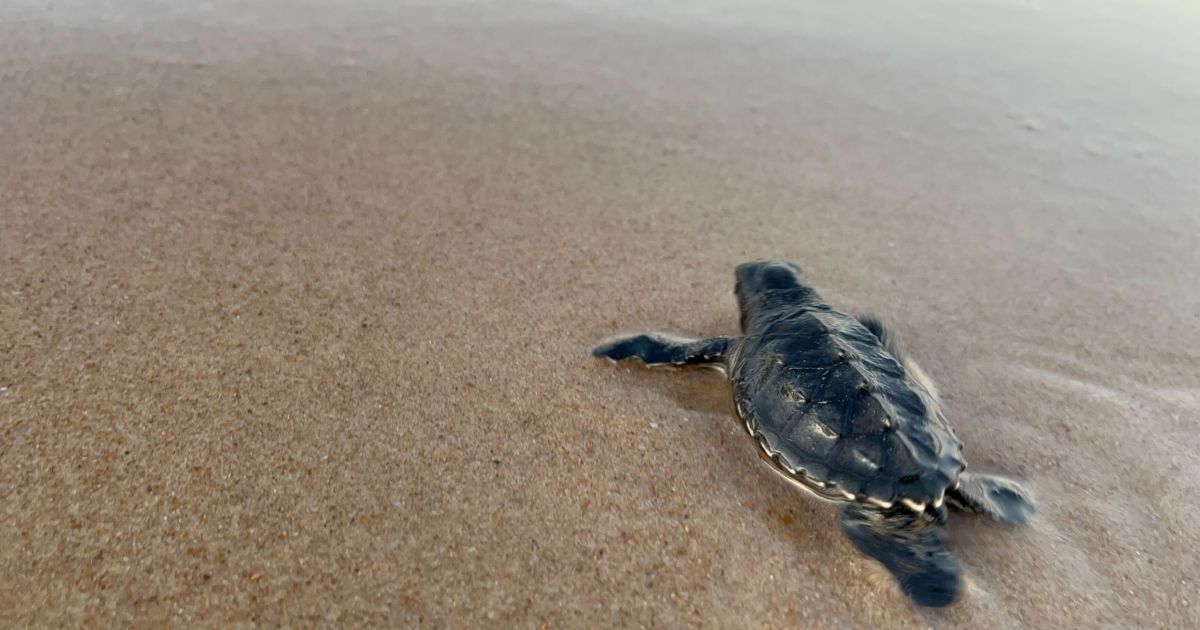 Um a cada mil filhotes de tartaruga sobrevive; veja luta pela preservação Um a cada mil filhotes de tartaruga sobrevive; veja luta pela preservação