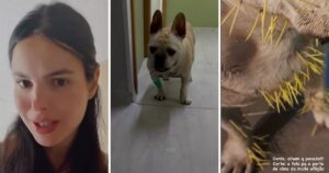 Cães de Sthefany Brito se atacam com porco-espinho; um pet está internado