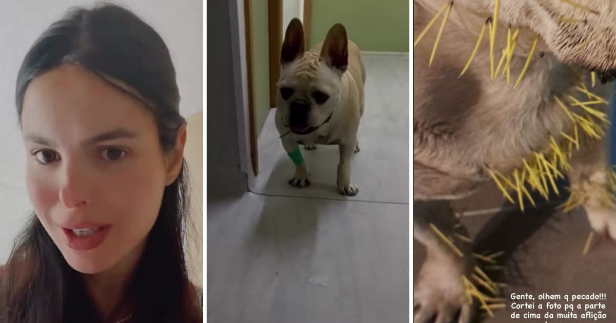 Cães de Sthefany Brito se atacam com porco-espinho; um pet está internado