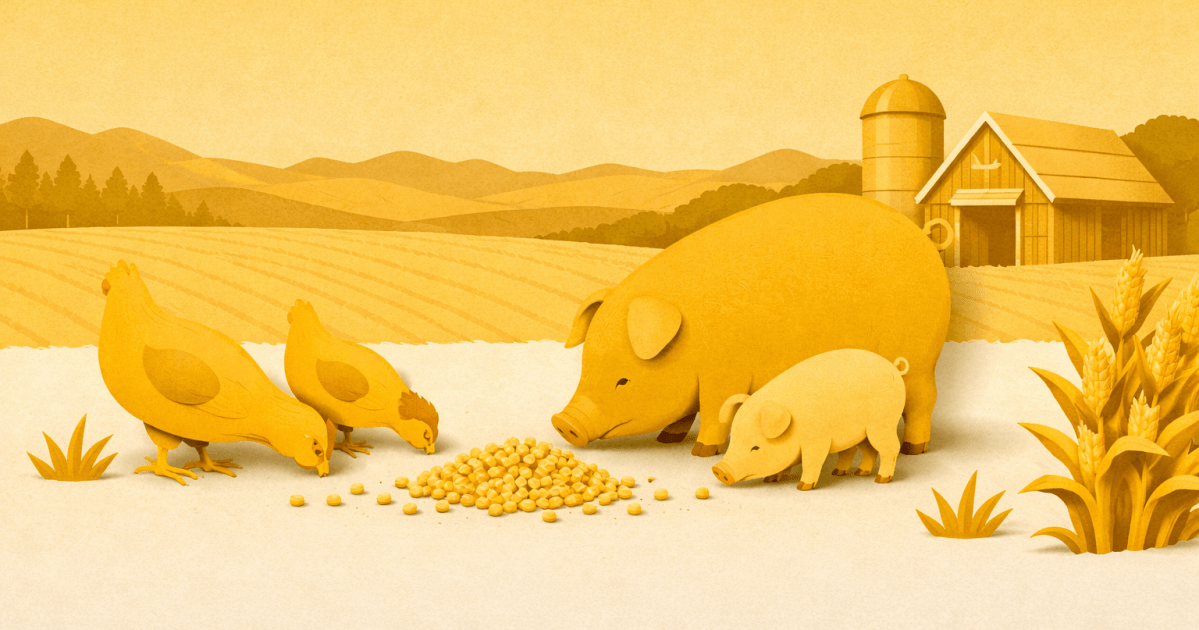 Demanda por proteínas aquece mercado de ração no Brasil