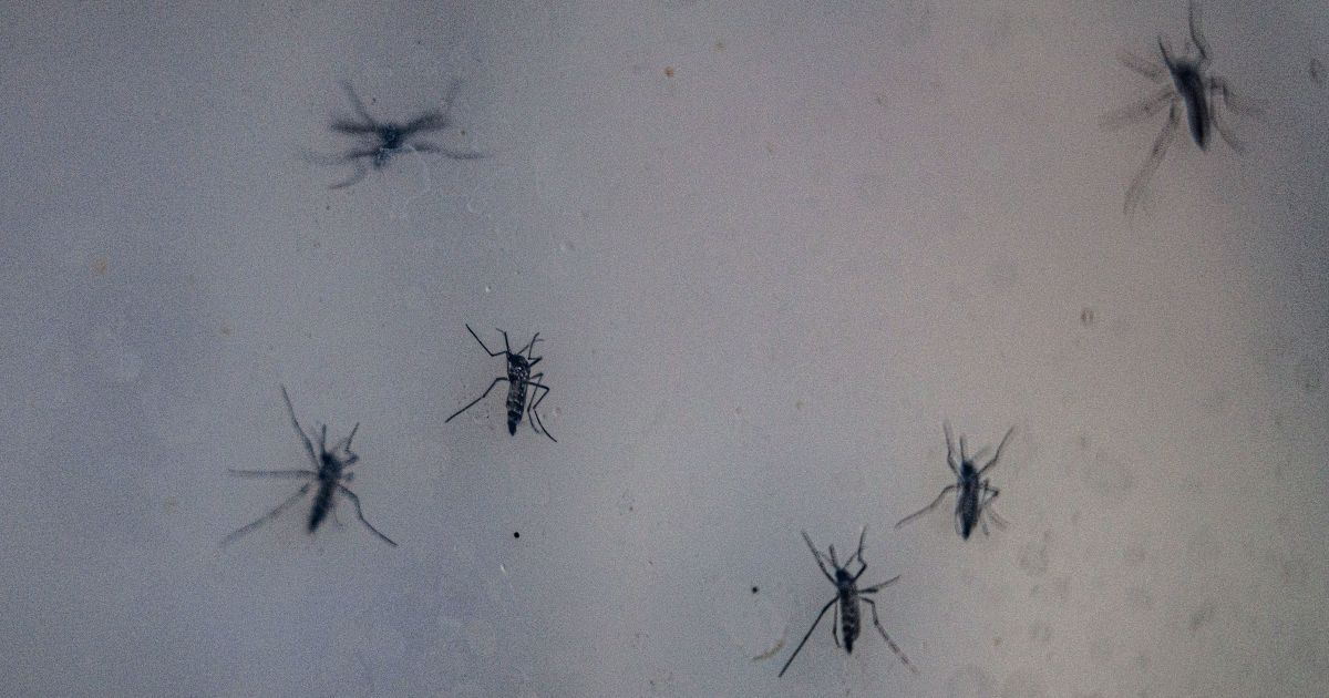 RS confirma primeira morte por dengue em 2026