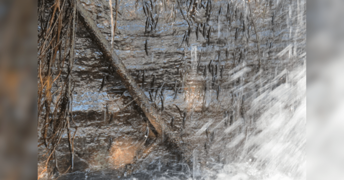 Milhares de peixes desafiam a gravidade para escalar uma cachoeira no Congo