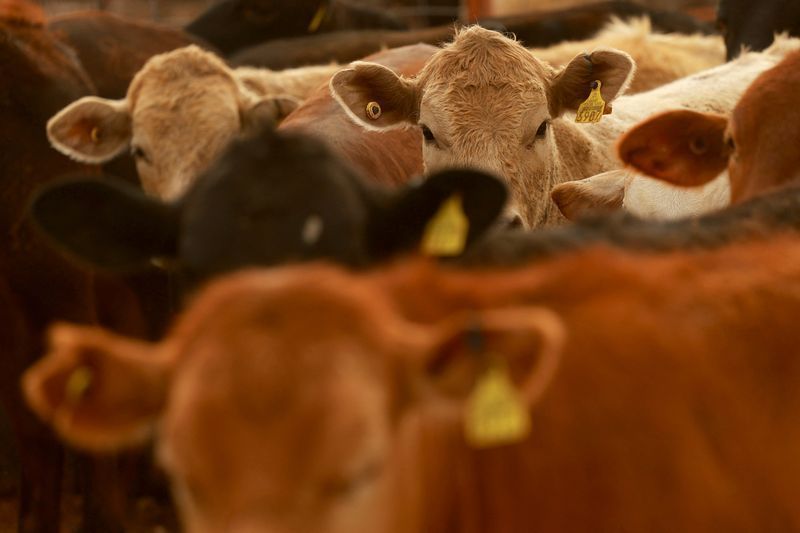 Dois homens são presos por furto de bois dentro de uma propriedade em SP