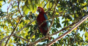 Ibama registra primeiros filhotes de Arara-vermelha-grande após extinção