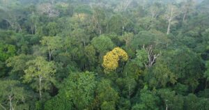 Como mudanças nos hábitos dos chineses podem proteger a floresta amazônica
