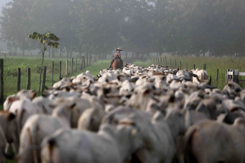 Possível corte de tarifas dos EUA impulsiona alta do boi gordo na B3
