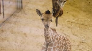 Filhote de girafa ameaçada de extinção nasce em zoológico na Bélgica