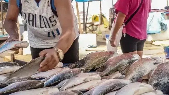 UE realiza auditoria e Brasil espera retomar exportações de pescados
