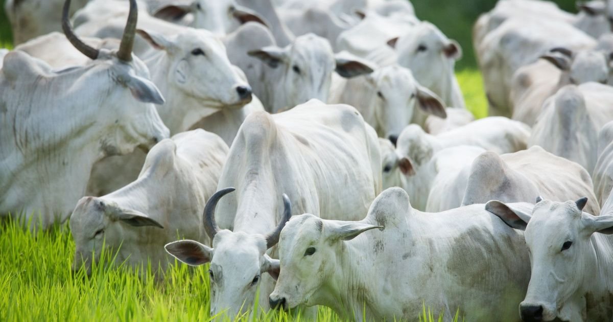 Brasil reforça à UE garantias sanitárias sobre uso de antimicrobianos